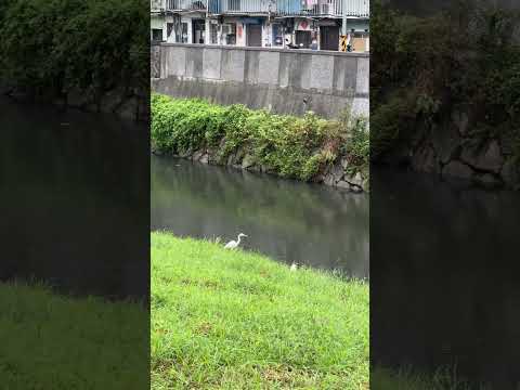 颱風來了，也是要遛狗白鷺絲飛起來好看，野鴨在颱風來臨前悠閒游著