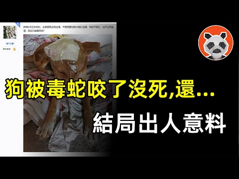 【高能預警】狗被劇毒蛇咬了，不但沒死，還。。。結局出人意料【🐼熊貓周周】