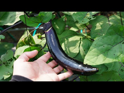 ナスの収穫と焼き茄子の作り方-How to make eggplant harvest and grilled eggplant-