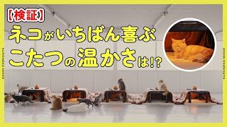 【検証】ネコがいちばん喜ぶこたつの温かさを調べてみた!?【モニタリング】#ヤマト運輸  ＃クロネコみっけ #クロネコヤマト #猫 #スキー #スノーボード #雪