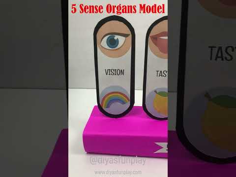 5 sense organs project model - #shorts - #diyasfunplay - 5 senses