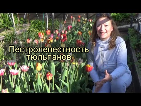 ПЕСТРОЛЕПЕСТНОСТЬ ТЮЛЬПАНОВ | Насколько опасно это заболевание и чем грозит | Светлана Самойлова