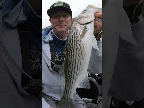 Nice striper on the little Crankbait #fishing # #stripedbassfishing #stripedbass #bassfishing #reel