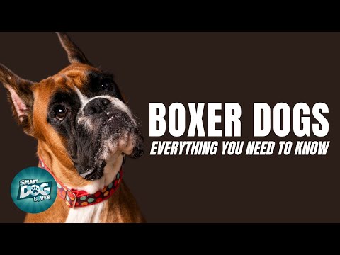 Boxer Dogs 101| Everything You Need to Know