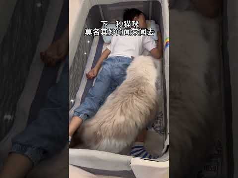 好巧不巧被我拍到猫咪惊醒这几秒钟，这要一生来治愈吧… #萌娃和萌宠