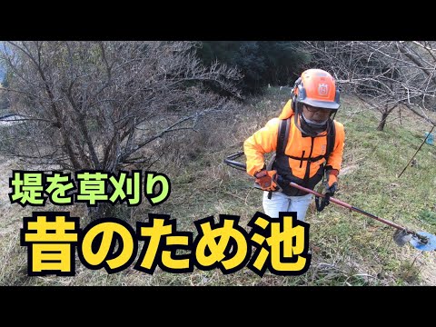 昔の堤（ため池）を草刈りして柚子の収穫！