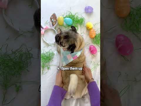 How to give your dog an #easter massage!