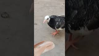 Pigeon Baby #pigeon #pigeonracing #pigeons #pigeonbaby