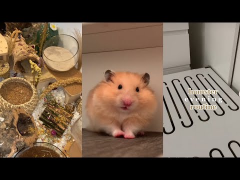 Proper Hamster Care Tiktok Compilation pt. 3