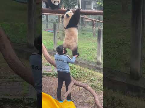 「ああ、おじいちゃん、助けて！落ちそうだよ！～～」重慶動物園の双子パンダ、渝可と渝愛。お兄ちゃんの渝可が飼育員に救われる一部始終、ははは、とっても可愛いよ。#パンダ　#重慶  #渝可渝爱 #china