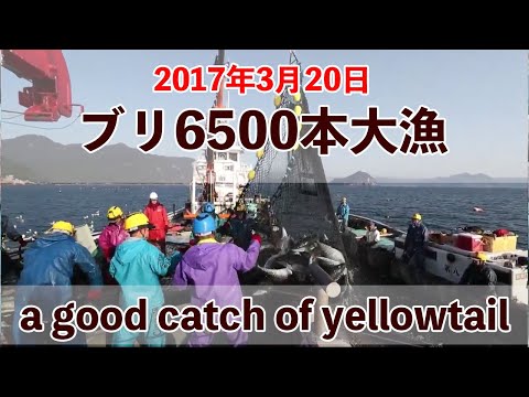 【三重県尾鷲市九鬼町】2017年3月20日九鬼定置漁業１号網鰤水揚げ