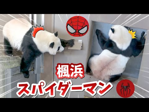 【パンダアイドル楓浜】コレできるパンダはふうひんだけだね🐼張り付き術マスターした！