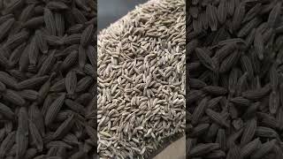 Premium Quality Cumin Seeds Extra Bold #cuminseed #qualityseeds #desertprideglobal