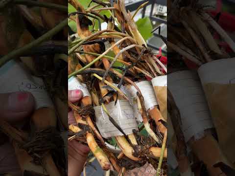 അടിപൊളി verity താമര tubers #malayalam #garden #trending #garden #youtubeshorts #ytshorts