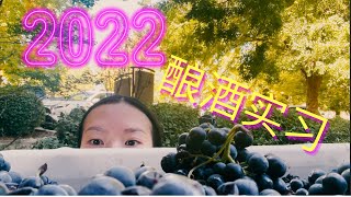 做酿酒师是种什么体验？My 2022 Wine Making Experience