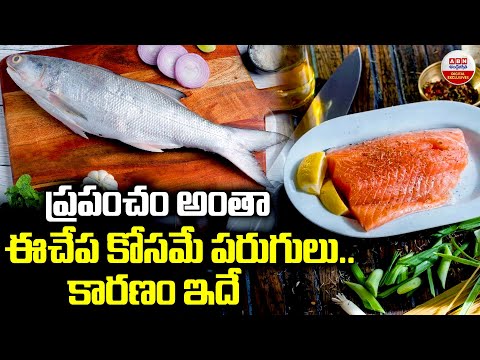 ప్రపంచం అంతా ఈచేప కోసమే పరుగులు..కారణం ఇదే | Amazing Health Benefits of Eating this Type of Fish