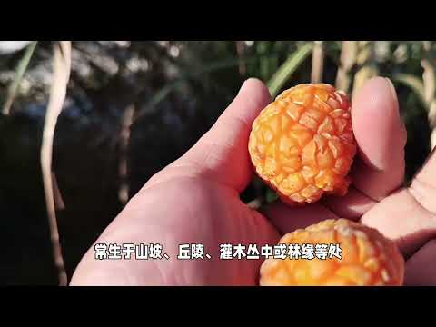 一棵能穿破石头的植物，你们对它知道多少？