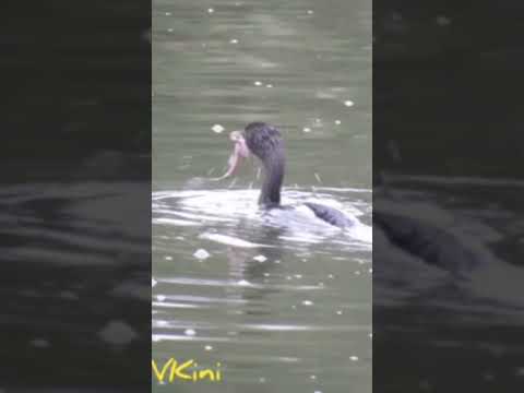 An Indian Cormorant swallowing a fish it has just caught.