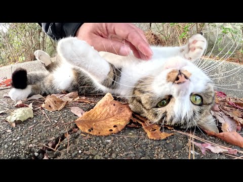 A long-tailed cat lies on its stomach facing the sky and gets a massage