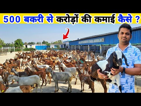 500 बकरी से करोड़ों कमाने की सच्चाई | Goat farming business model