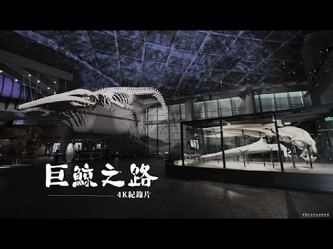 「巨鯨之路」4K紀錄片 完整版