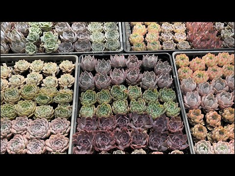 【多肉植物】いつもの植え替え雑談 2024.06.07