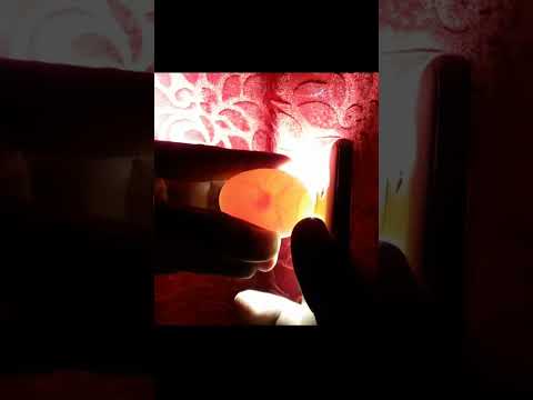 CANDLING CHICKEN EGGS DAY 5 #Viral #Shorts