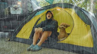 Solo Camping in Heavy Rain with My Dog . Monster Downpour . Cozy Relaxing in the Tent ASMR