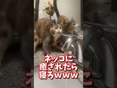 ネッコの動画で癒されたら寝ろｗｗｗ　#2ch #2chまとめ #2ch面白いスレ #動物 #犬 #猫 #癒やし #ねこ動画