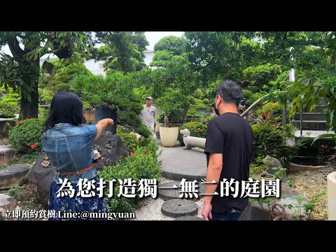 有份量的的擋煞庭木｜蘭嶼羅漢松#台灣銘園 #台灣銘園園藝事業有限公司 #景觀設計