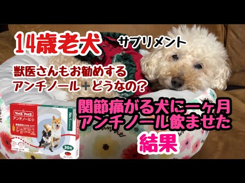 14歳関節痛がる犬にアンチノール＋サプリ１か月飲ませた変化