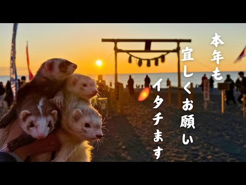 【2025年】新年の挨拶とクックの病気について【ferret#1714】