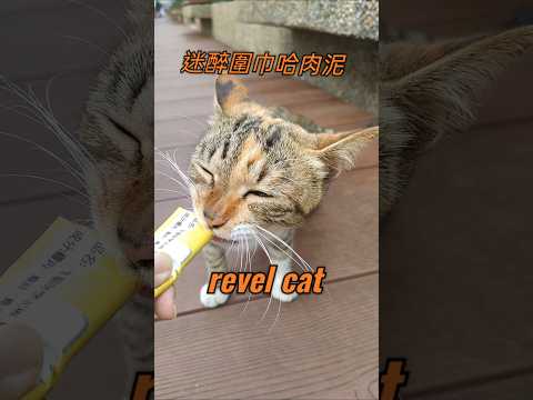 revel cat #funny #cat #kitten #cute #迷醉圍巾#貓 #可愛