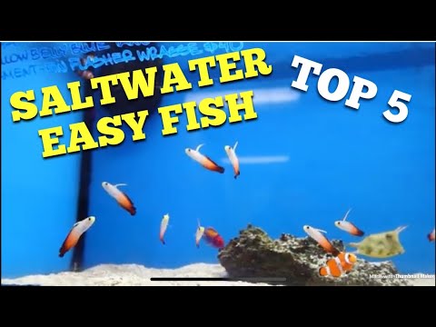 Top 5 Easy Saltwater Fish