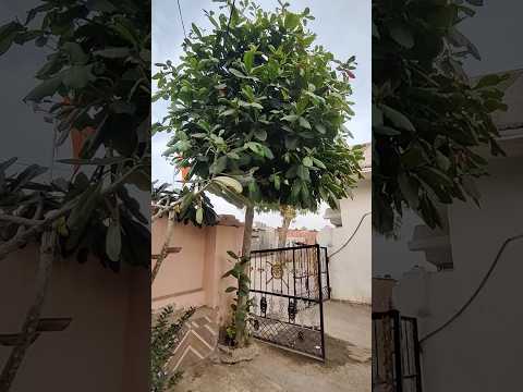 Almond tree 🌴🌿 | बादाम का पेड़ इतना घना | #shortsviral #shorts #trending #almonds