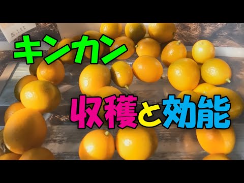 【金柑】キンカン の収穫と効能