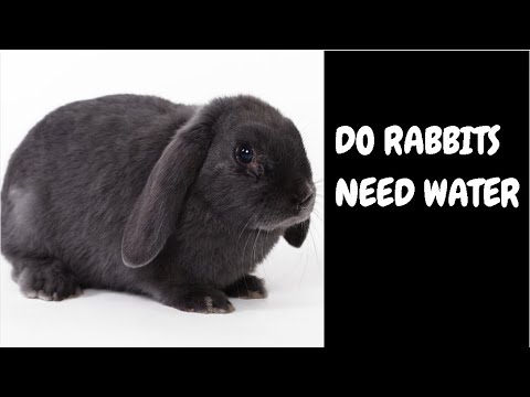 Do Rabbits Need Water