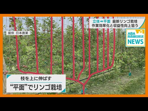 “ 立体から平面へ ”　最新の「リンゴ栽培」技術　作業効率化と収益性向上狙う