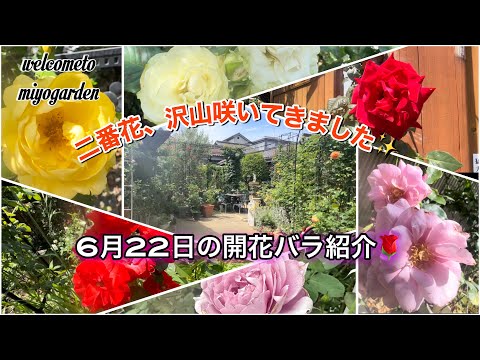 薔薇の二番花が沢山咲いてきました✨6月22日の開花バラを一挙ご紹介！【バラ庭】