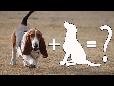 Top 10 Basset Hound Mixes Cross Breed Dogs / Basset Hound Mix