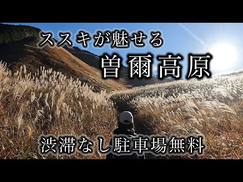 【曽爾高原】ススキ満開　駐車場無料、渋滞なし