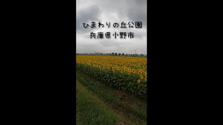 【兵庫県小野市】ひまわりの丘公園で満開のひまわりを見てきた！ #Shorts