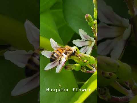 Naupaka flower in Hawaii #LuckyWeLiveHawaii #TropicalFlowers #Aloha #Shorts