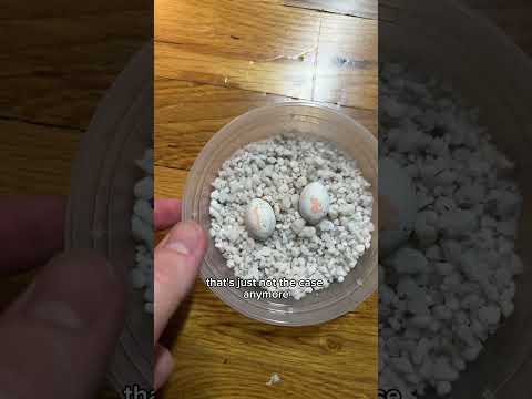 Miracle gecko eggs very swollen