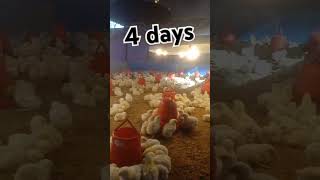 #youtube #chicken #poultrydays #chickenfarming #youtubeshorts #chicksgrowthdaybyday #4days