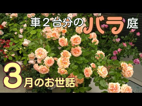 車２台分のバラ庭🌹３月の作業【芽かき/芽出し肥】