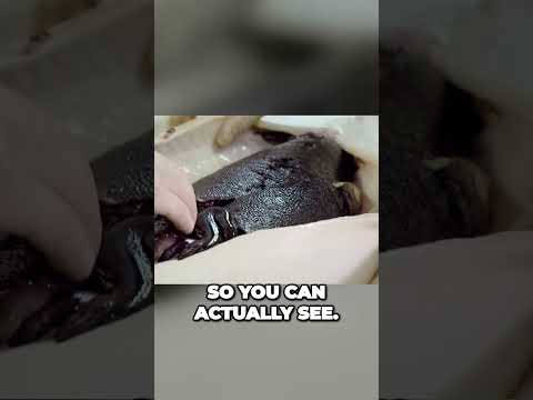 Gordon Ramsay | Massive Caviar Extraction  #food #gordonramsay #cooking