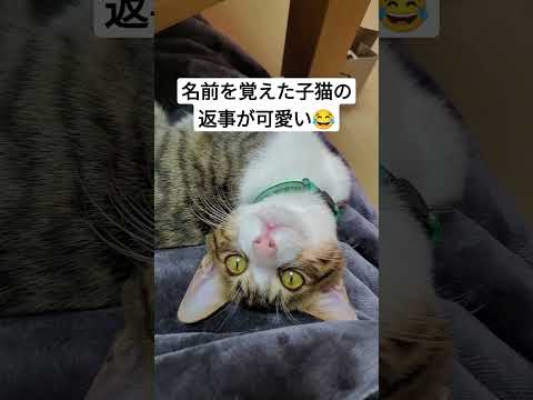 返事の鳴き声がかわいい子猫 #shorts