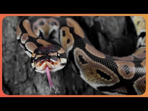 2 Hours Of Python Hunters: Can Florida's Extreme Weather Kill The Pythons?