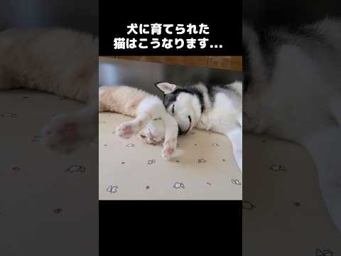 猫が10年ぶりの再会のように喜びです...#shots